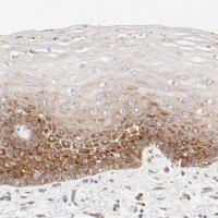 Anti-RPS21 antibody produced in rabbit 