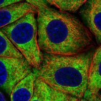 Anti-RPS23 antibody produced in rabbit HPA054853-100UL