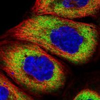 Anti-RPS6 antibody produced in rabbit HPA031153-100UL