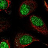 Anti-RSBN1 antibody produced in rabbit