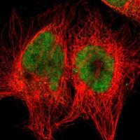 Anti-RTF1 antibody produced in rabbit 