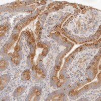 Anti-RUBCNL antibody produced in rabbit 
