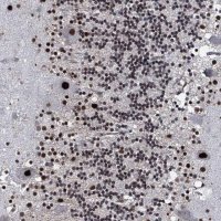 Anti-RUFY2 antibody produced in rabbit