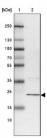 Anti-RWDD1 antibody produced in rabbit 