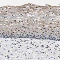 Anti-SAFB antibody produced in rabbit