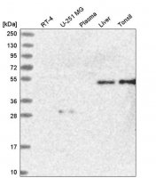Anti-SAMD1 antibody produced in rabbit 
