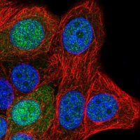 Anti-SAP30L antibody produced in rabbit 