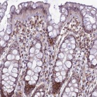 Anti-SAPCD2 antibody produced in rabbit 