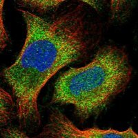 Anti-SAPCD2 antibody produced in rabbit 