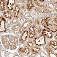 Anti-SARM1 antibody produced in rabbit 