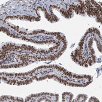 Anti-SARNP antibody produced in rabbit
