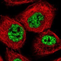 Anti-SARNP antibody produced in rabbit