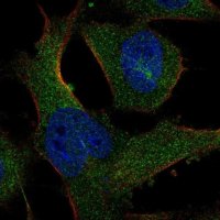 Anti-SASS6 antibody produced in rabbit 
