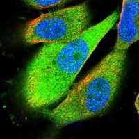 Anti-SBDS antibody produced in rabbit 