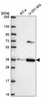 Anti-SCAMP3 antibody produced in rabbit 