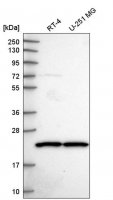 Anti-SCAND1 antibody produced in rabbit 
