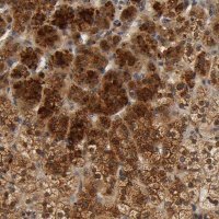 Anti-SCAP antibody produced in rabbit 