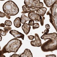 Anti-SCARF2 antibody produced in rabbit 
