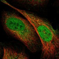 Anti-SCARF2 antibody produced in rabbit 