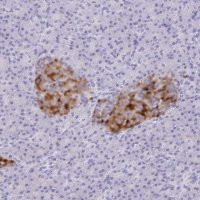 Anti-SCG3 antibody produced in rabbit