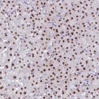 Anti-SCLY antibody produced in rabbit HPA055760-100UL