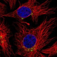 Anti-SCLY antibody produced in rabbit HPA055760-100UL