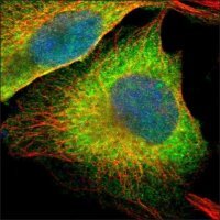 Anti-SCML2 antibody produced in rabbit HPA001662-100UL