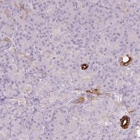 Anti-SCTR antibody produced in rabbit 