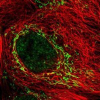 Anti-SDC3 antibody produced in rabbit