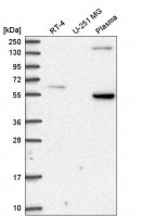 Anti-SDC3 antibody produced in rabbit