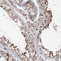 Anti-SDE2 antibody produced in rabbit