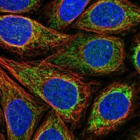 Anti-SDHAF3 antibody produced in rabbit 