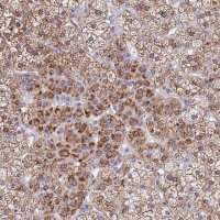 Anti-SDR39U1 antibody produced in rabbit 