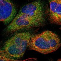 Anti-SDSL antibody produced in rabbit 