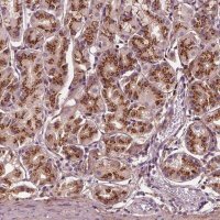 Anti-SEC23B antibody produced in rabbit 