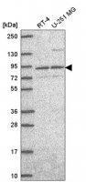 Anti-SEC23B antibody produced in rabbit 