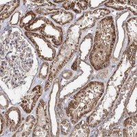 Anti-SEC24B antibody produced in rabbit