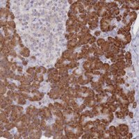 Anti-SEC61B antibody produced in rabbit 