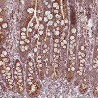 Anti-SEL1L3 antibody produced in rabbit 