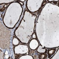 Anti-SELENOM antibody produced in rabbit 