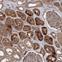 Anti-SELENOP antibody produced in rabbit 