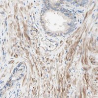 Anti-SEMA4C antibody produced in rabbit 
