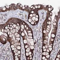 Anti-SEMA4G antibody produced in rabbit 
