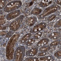 Anti-SENP2 antibody produced in rabbit 