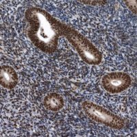 Anti-SENP7 antibody produced in rabbit 