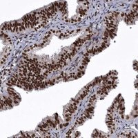Anti-SENP7 antibody produced in rabbit 