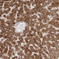 Anti-SERAC1 antibody produced in rabbit 