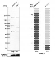 Anti-SERAC1 antibody produced in rabbit 