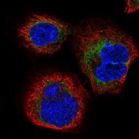 Anti-SERP1 antibody produced in rabbit