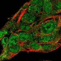 Anti-SERPINA10 antibody produced in rabbit 